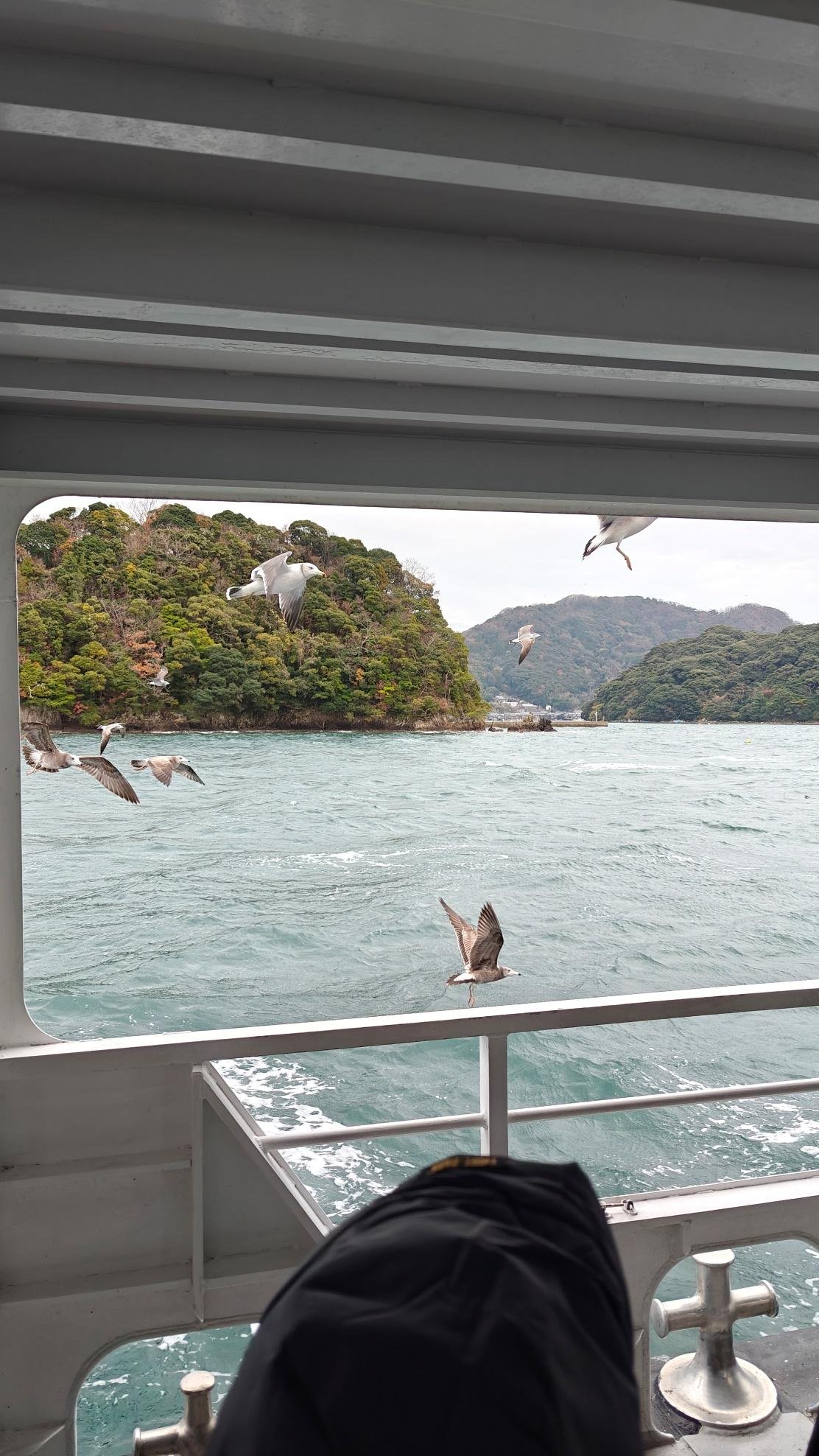 Seagulls flying over turquoise sea near lush green island from boat.