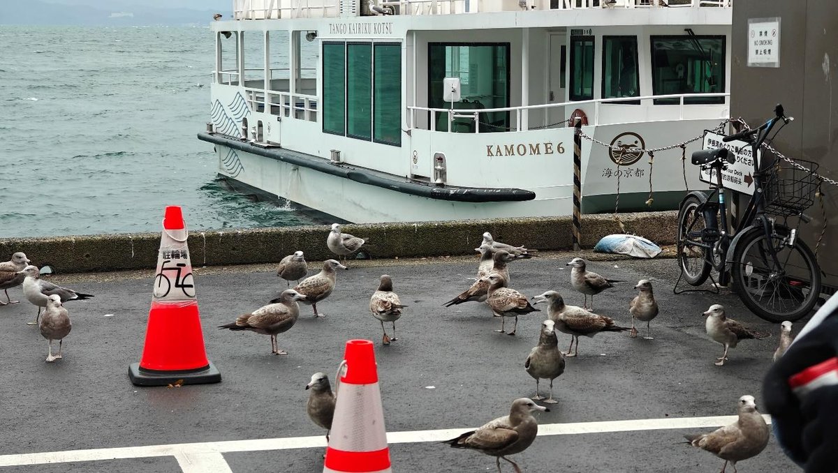 Seagulls on pier with ferry, bikes, and traffic cones nearby.