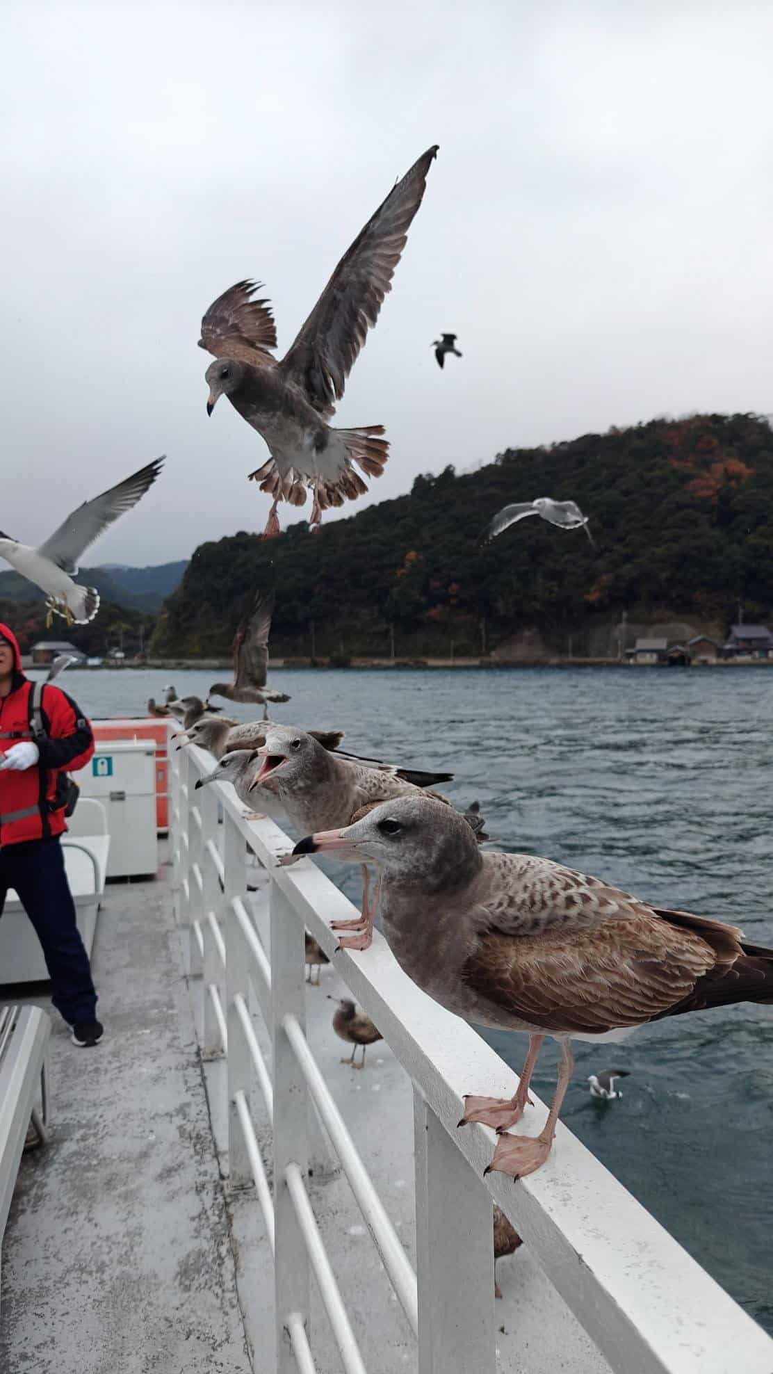 Seagulls perched and flying around a boat railing, with a mountainous backdrop.