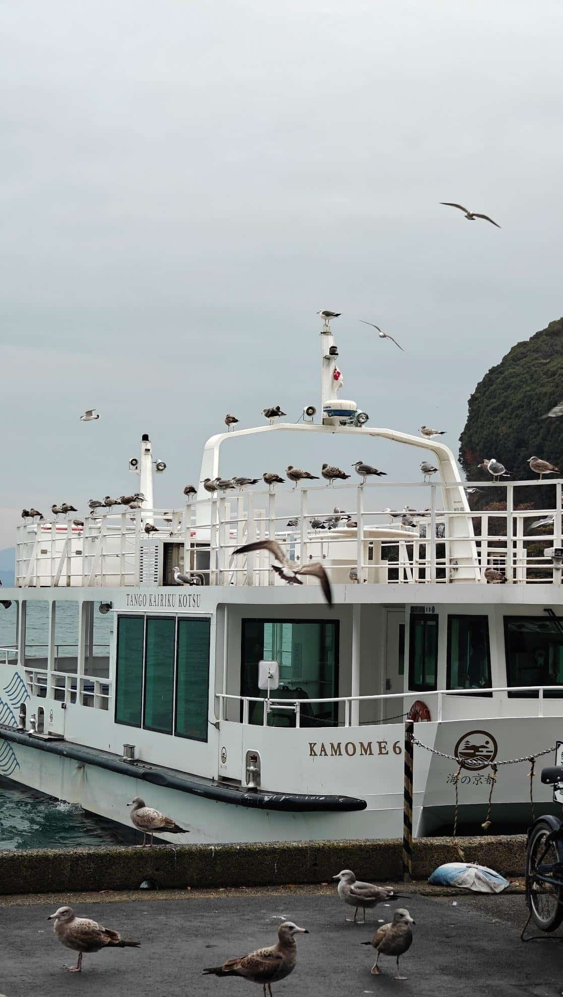 Seagulls perched on white ferry at dock, overcast sky, calm mood.