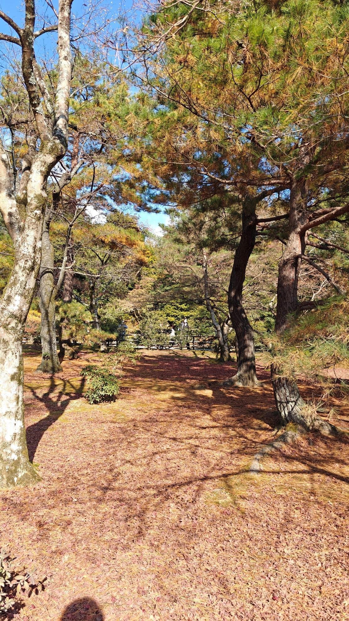 Sunlit autumn forest with tall trees and scattered leaves.