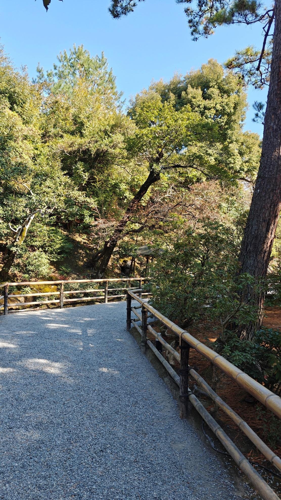 Tree-lined path with bamboo railing under a clear blue sky.