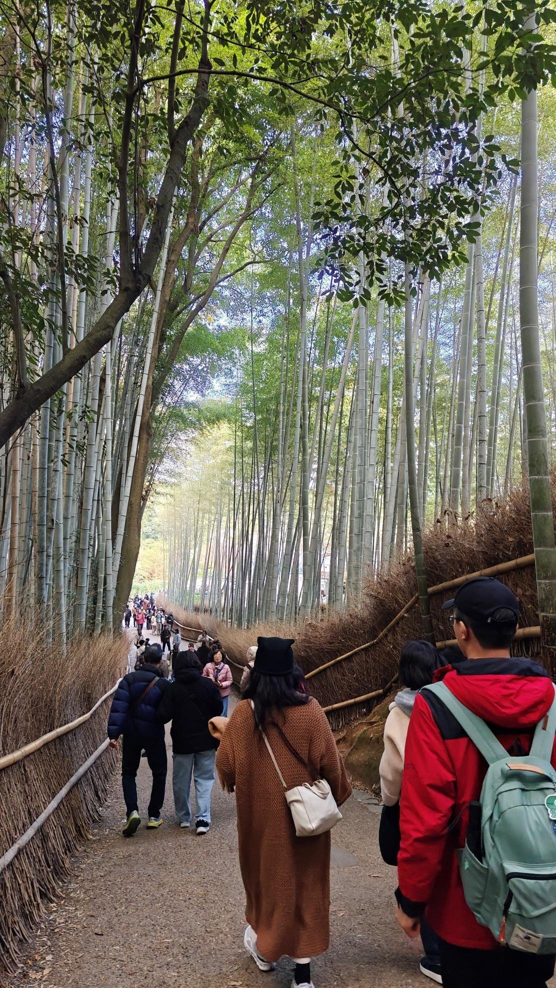 {'alt_text': 'Tourists walking through scenic bamboo forest pathway', 'good_image': true}