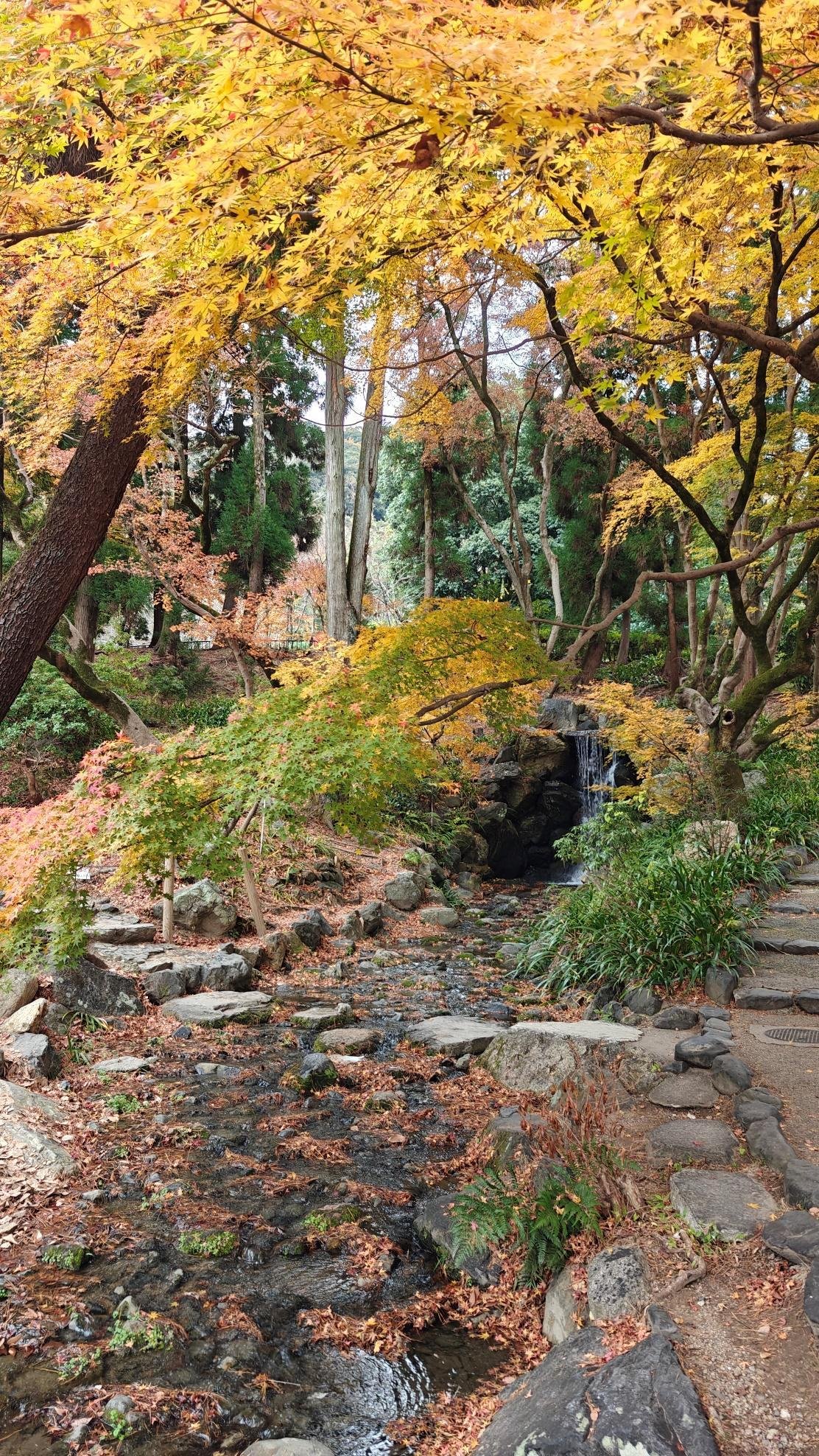Autumn forest with colorful leaves and small waterfall