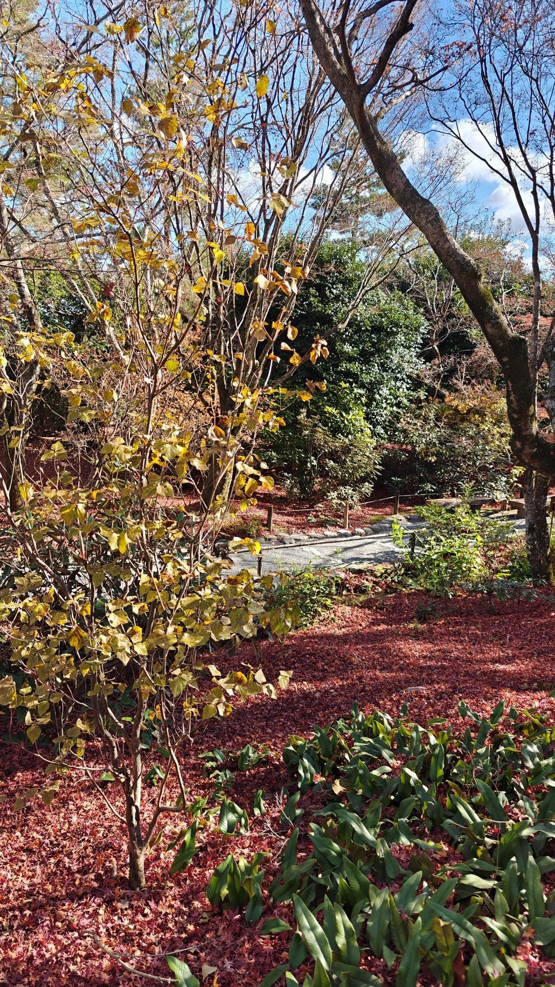 Autumn garden with colorful leaves and pathway