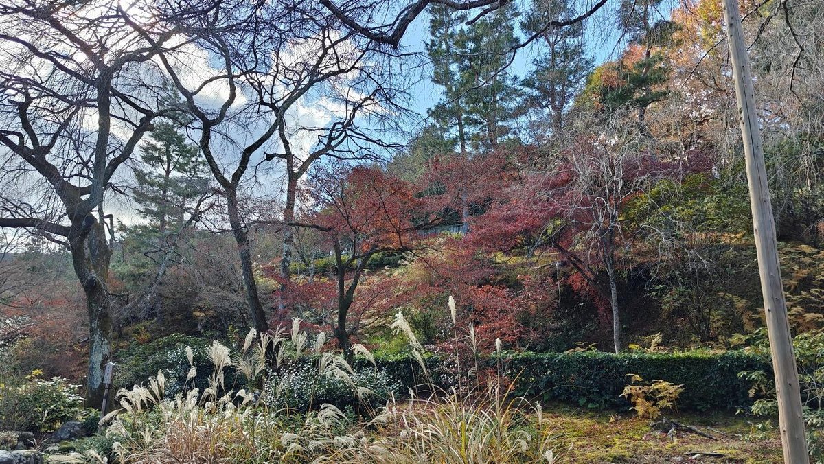 Autumn landscape with trees and colorful foliage