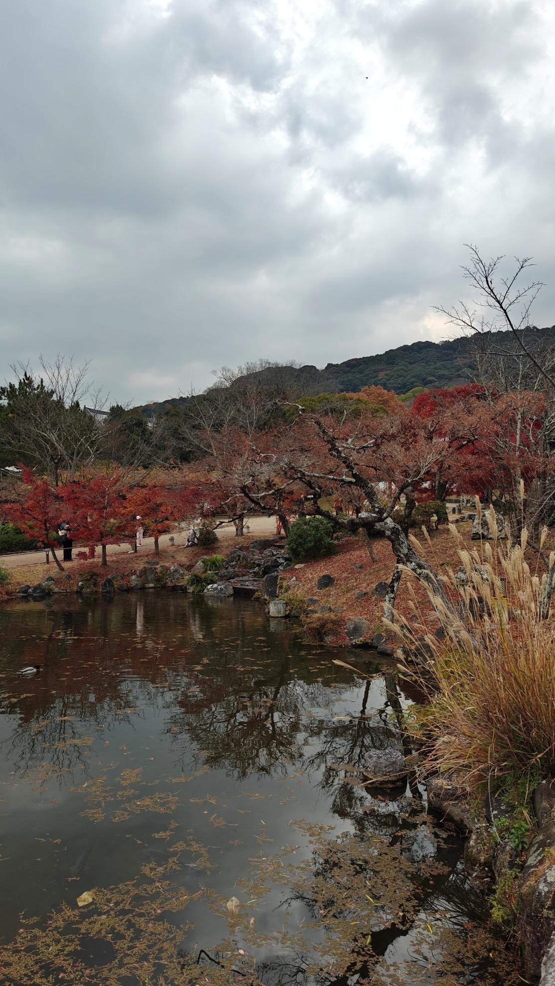 Autumn park with red trees reflected in a pond