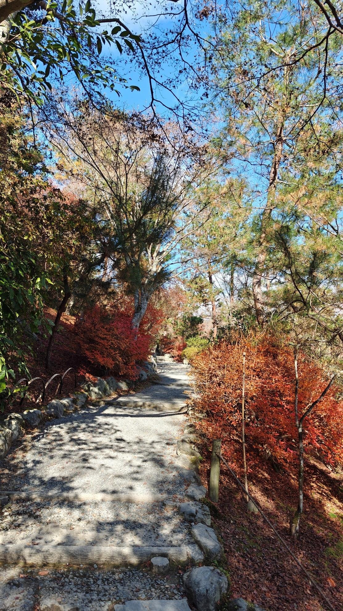 Autumn path lined with colorful trees and clear blue sky