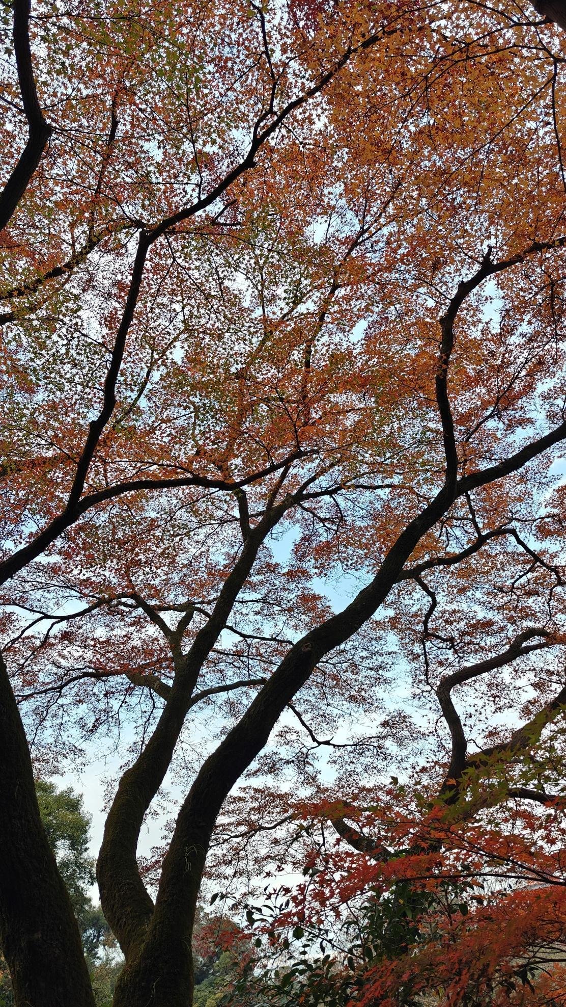 Autumn tree branches with vibrant orange and red leaves
