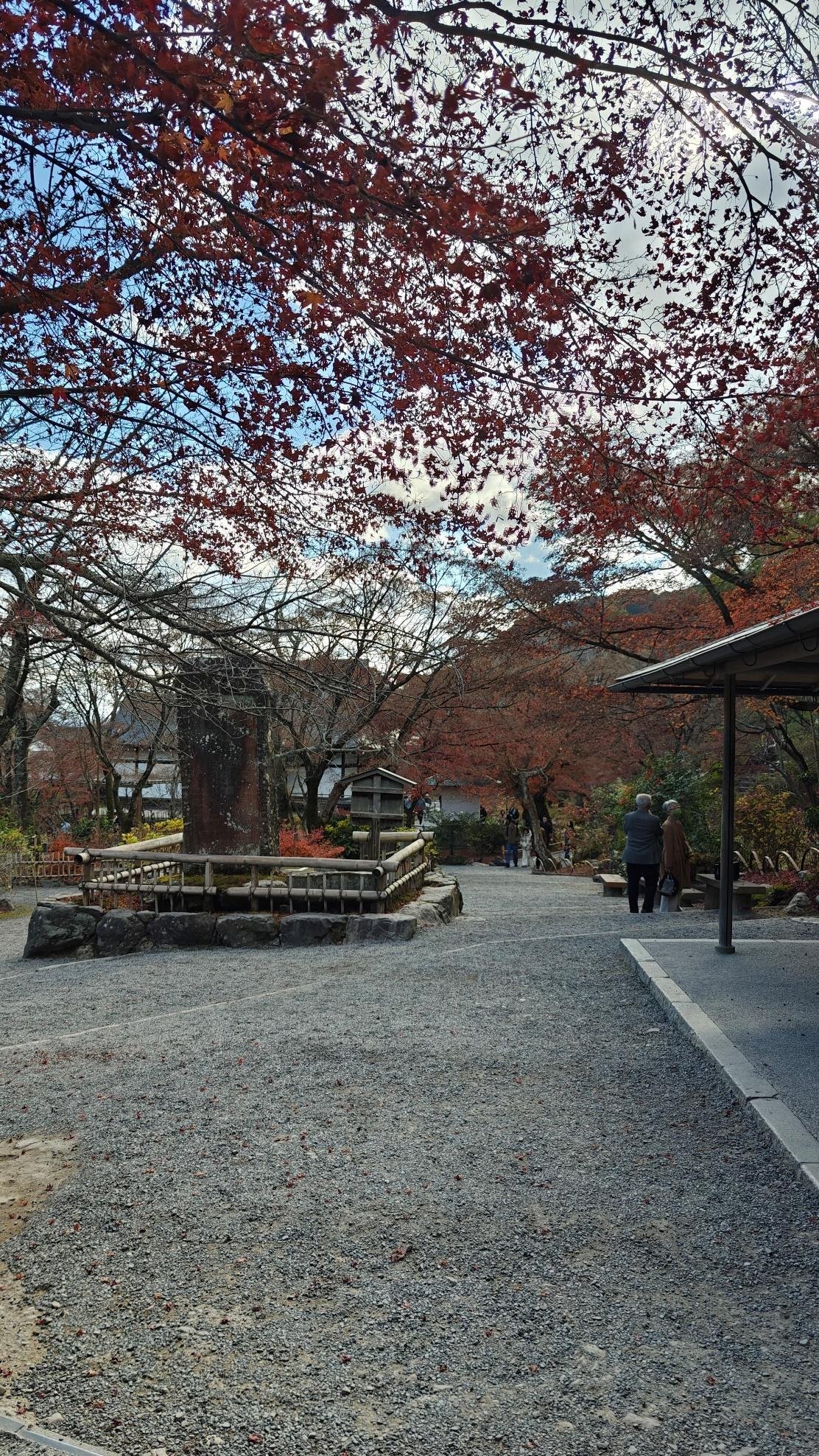 Autumn trees in a serene park setting