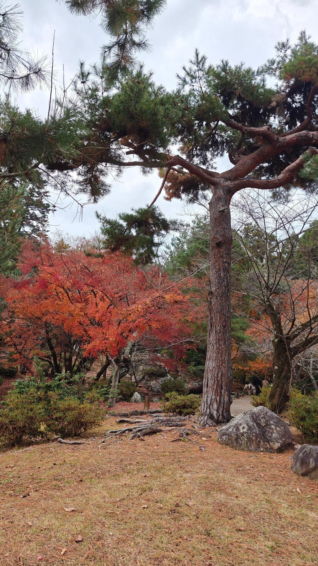 Autumn trees with red and green foliage in a park