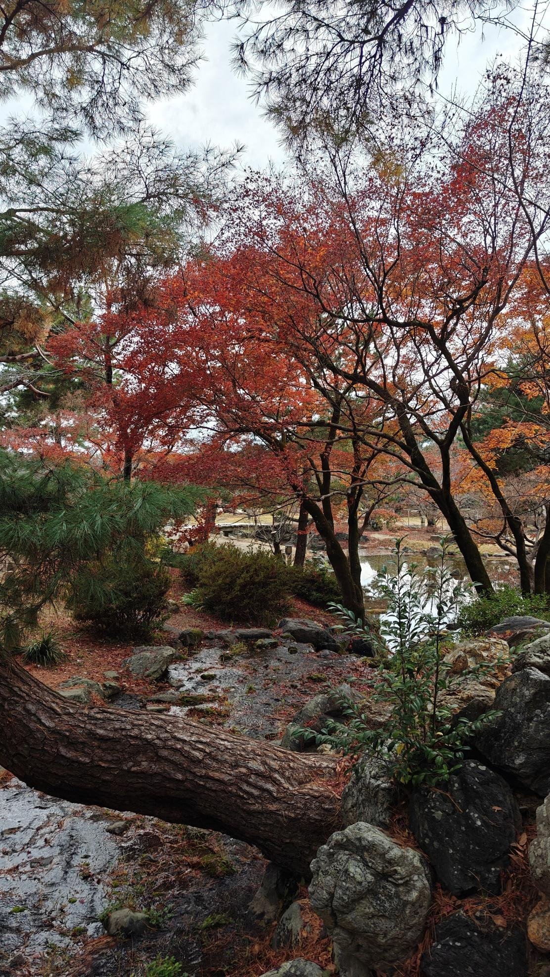 Autumn trees with red leaves by a serene lake