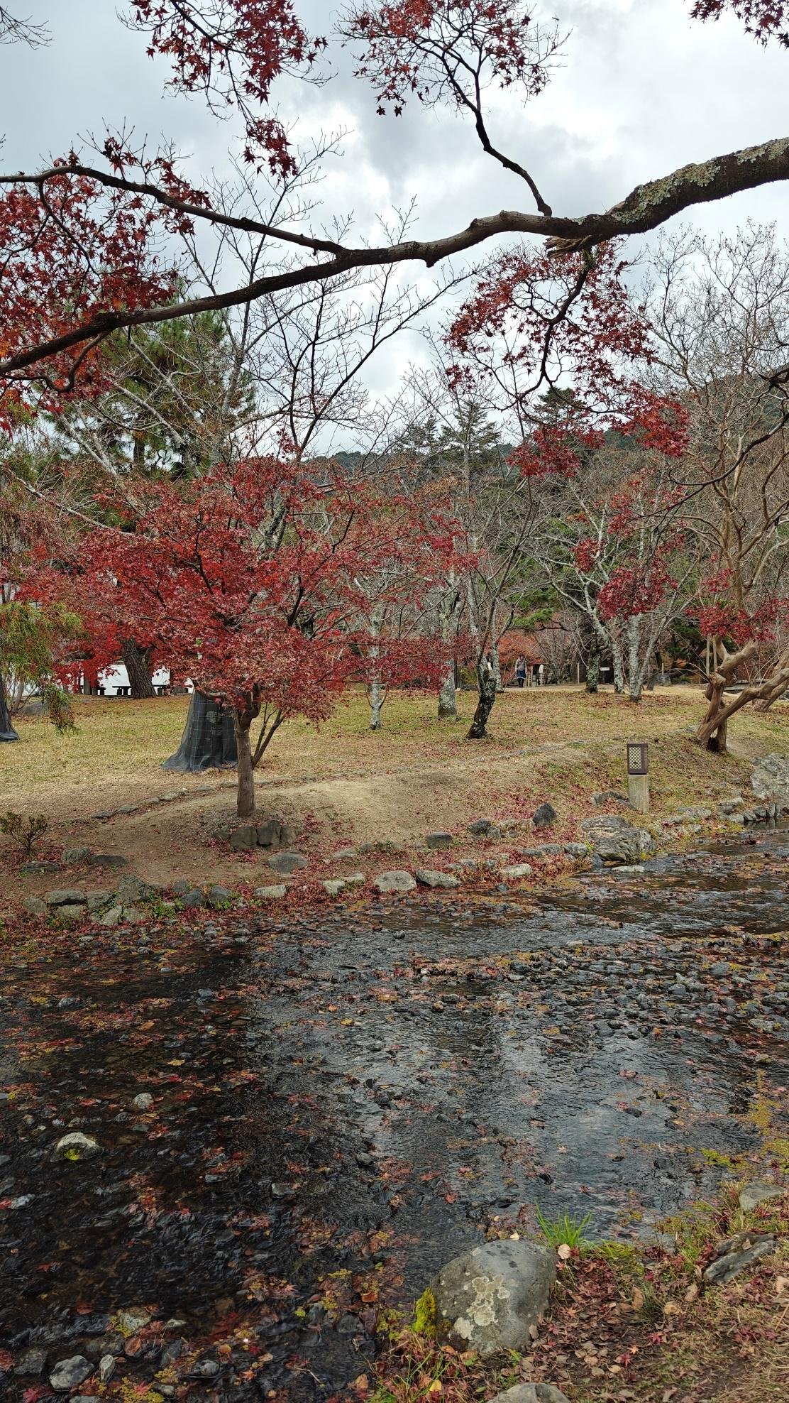 Autumn trees with red leaves by a tranquil creek