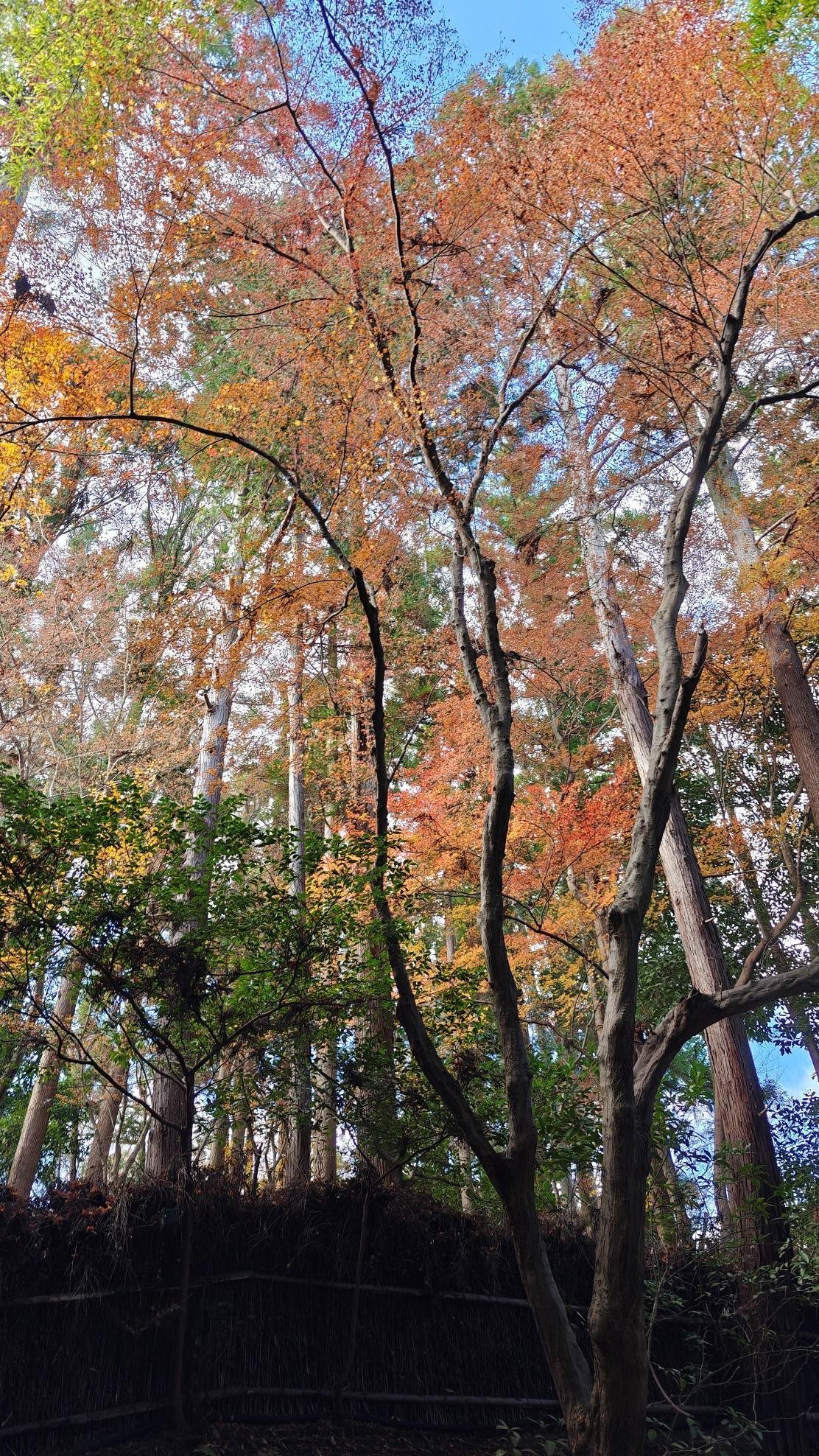 Autumn trees with vibrant orange and green leaves under blue sky