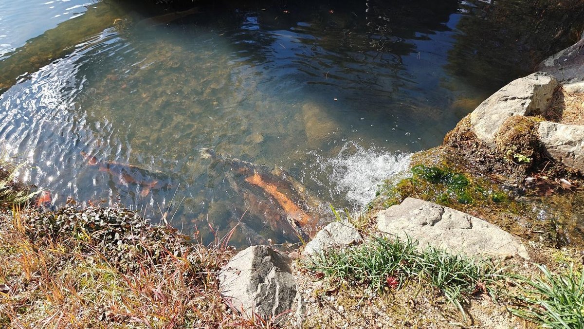 Clear pond with rocks and colorful koi fish swimming