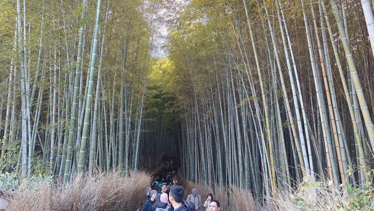 Crowd walking in a serene bamboo forest path