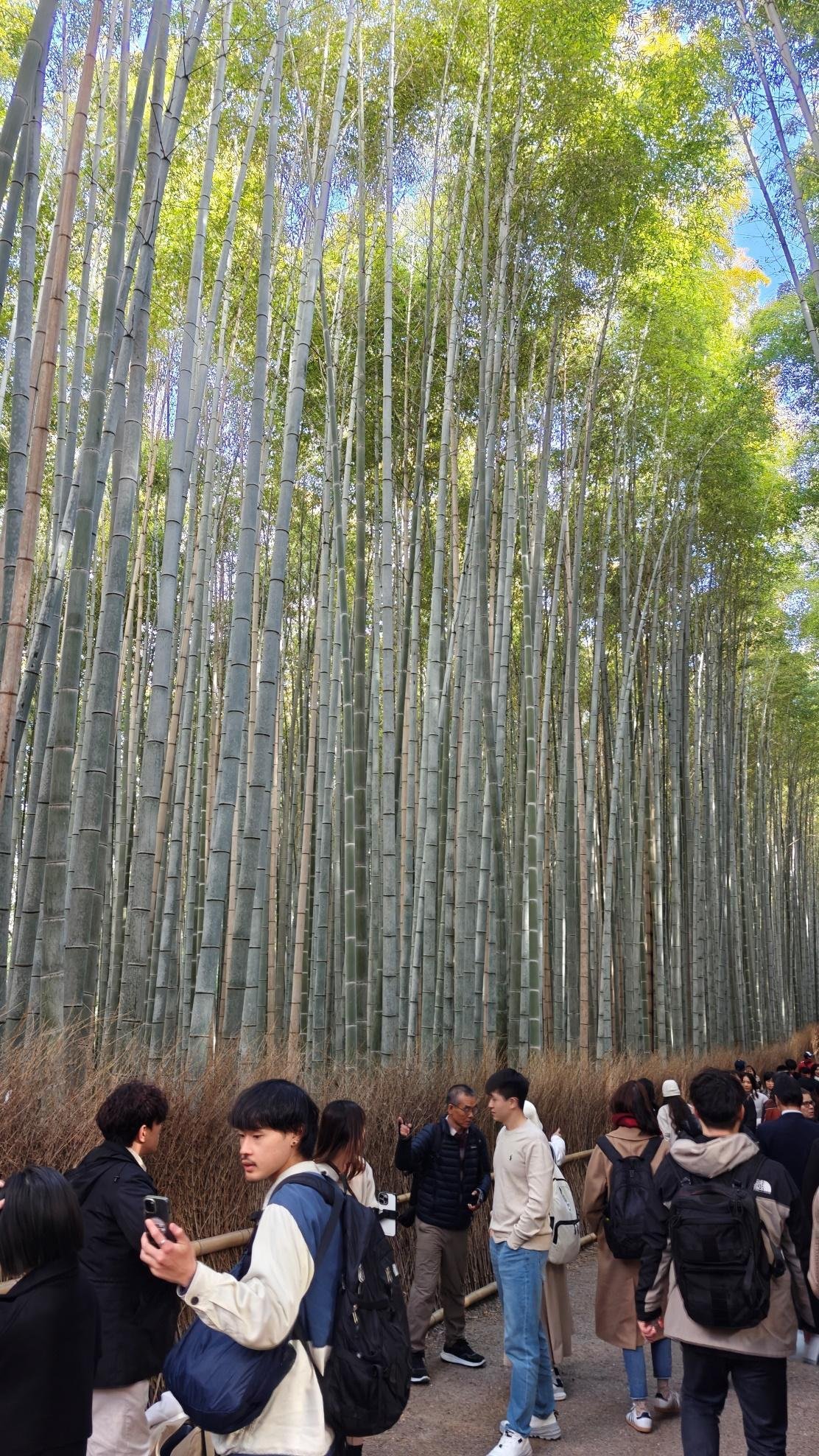 Crowded bamboo forest with tall green stalks and visitors