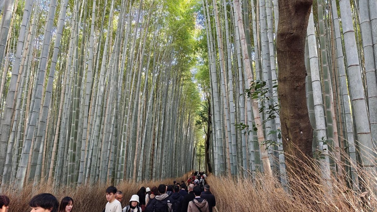 Crowded bamboo grove with tall green stalks