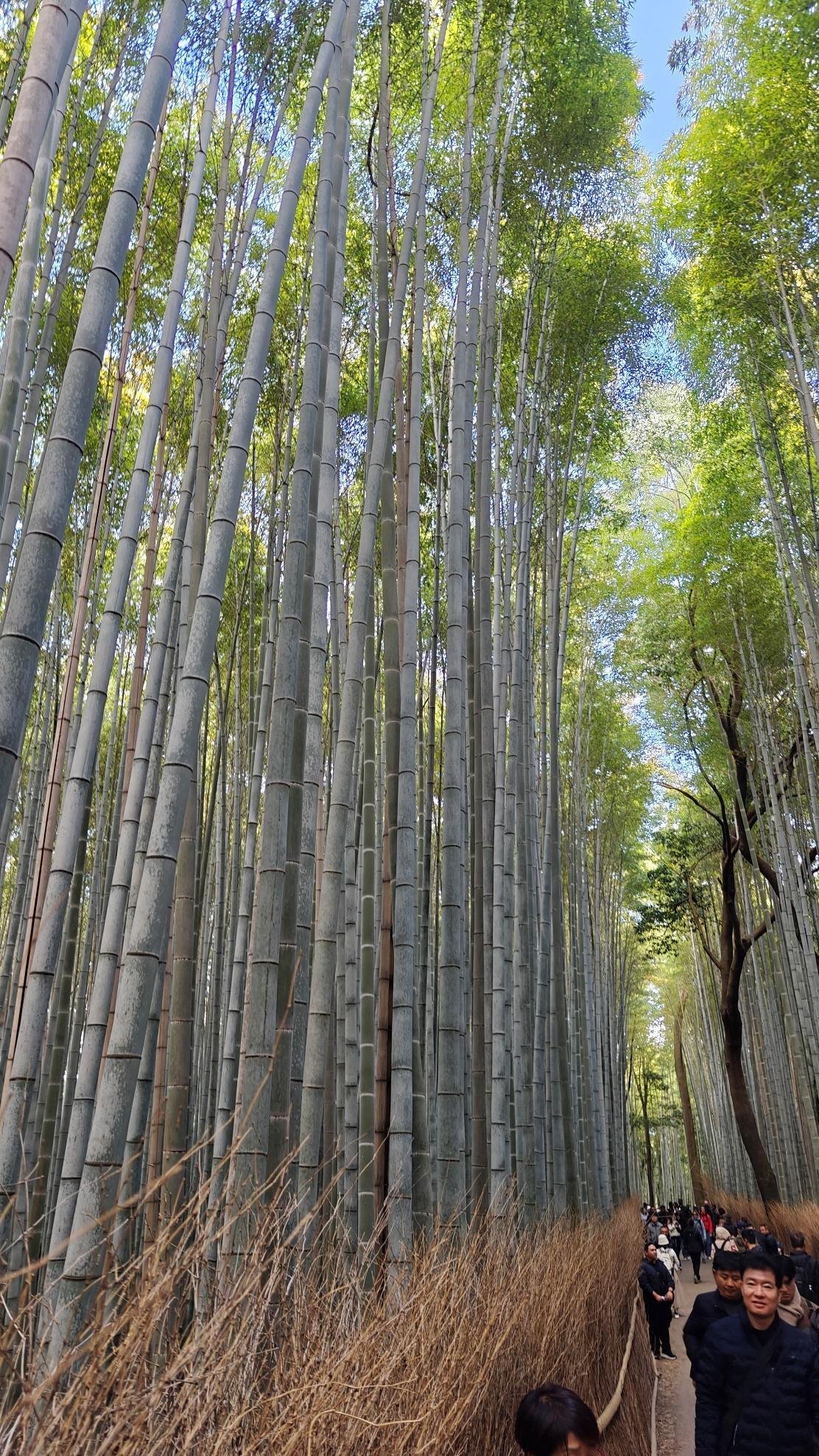 Crowds stroll through a serene bamboo forest