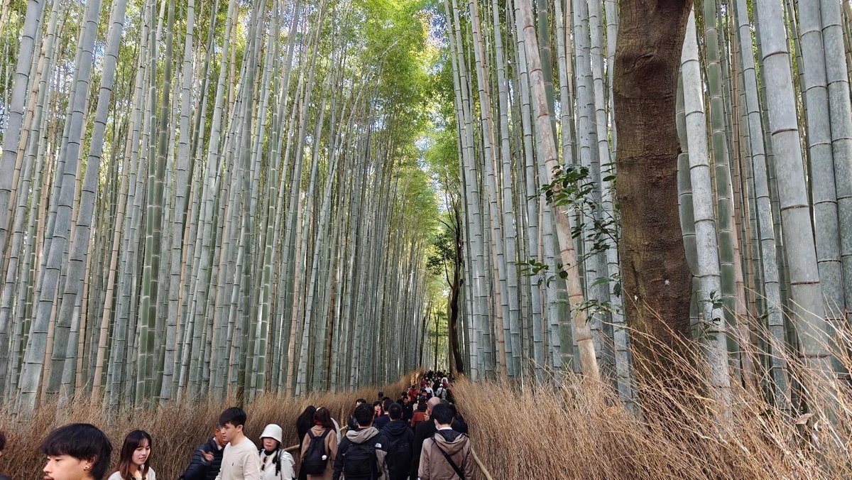 Crowds walk through a serene bamboo forest path