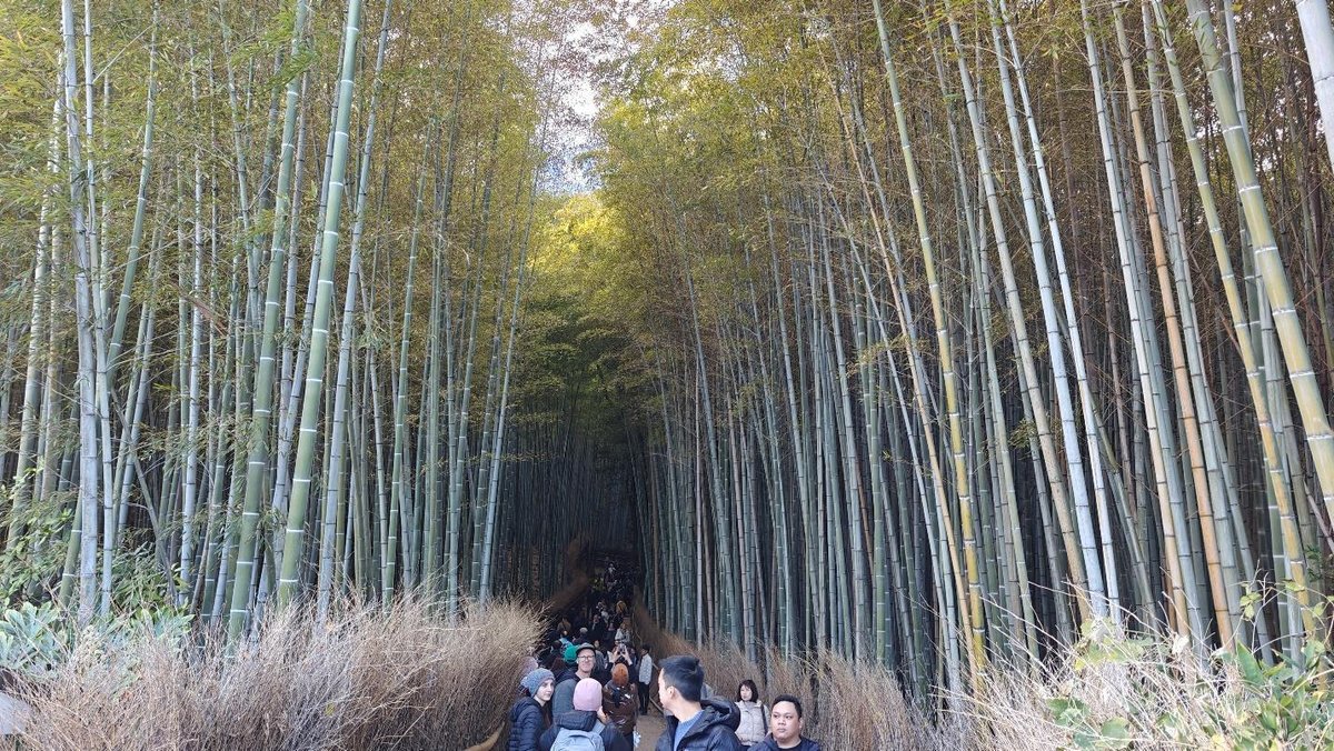 Crowds walking through a lush bamboo forest pathway