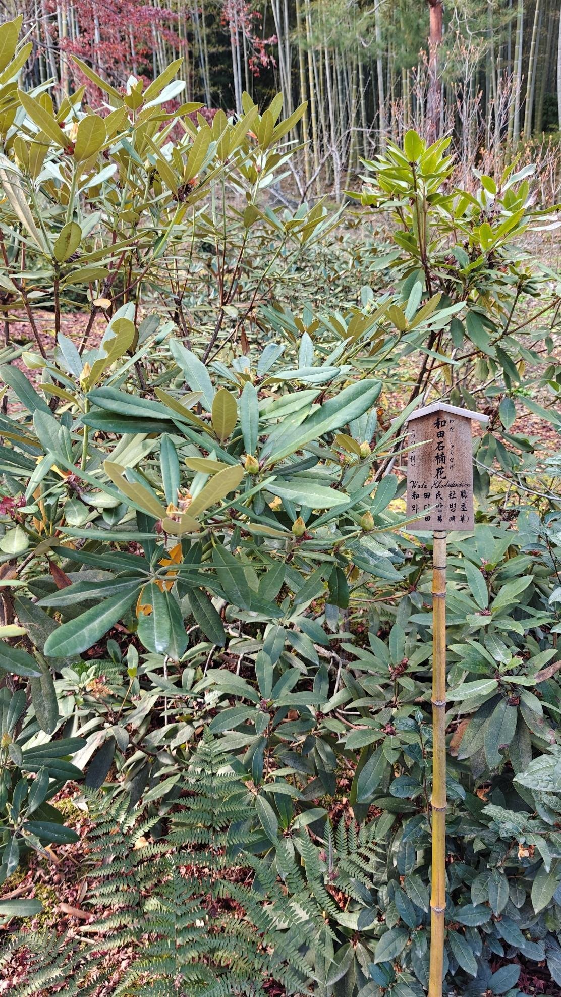 Dense green foliage with sign in garden setting