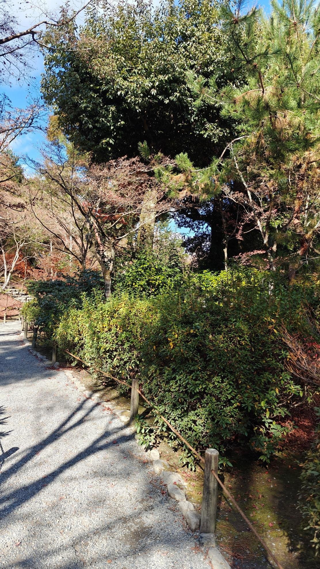 Gravel path through lush green garden under clear blue sky.