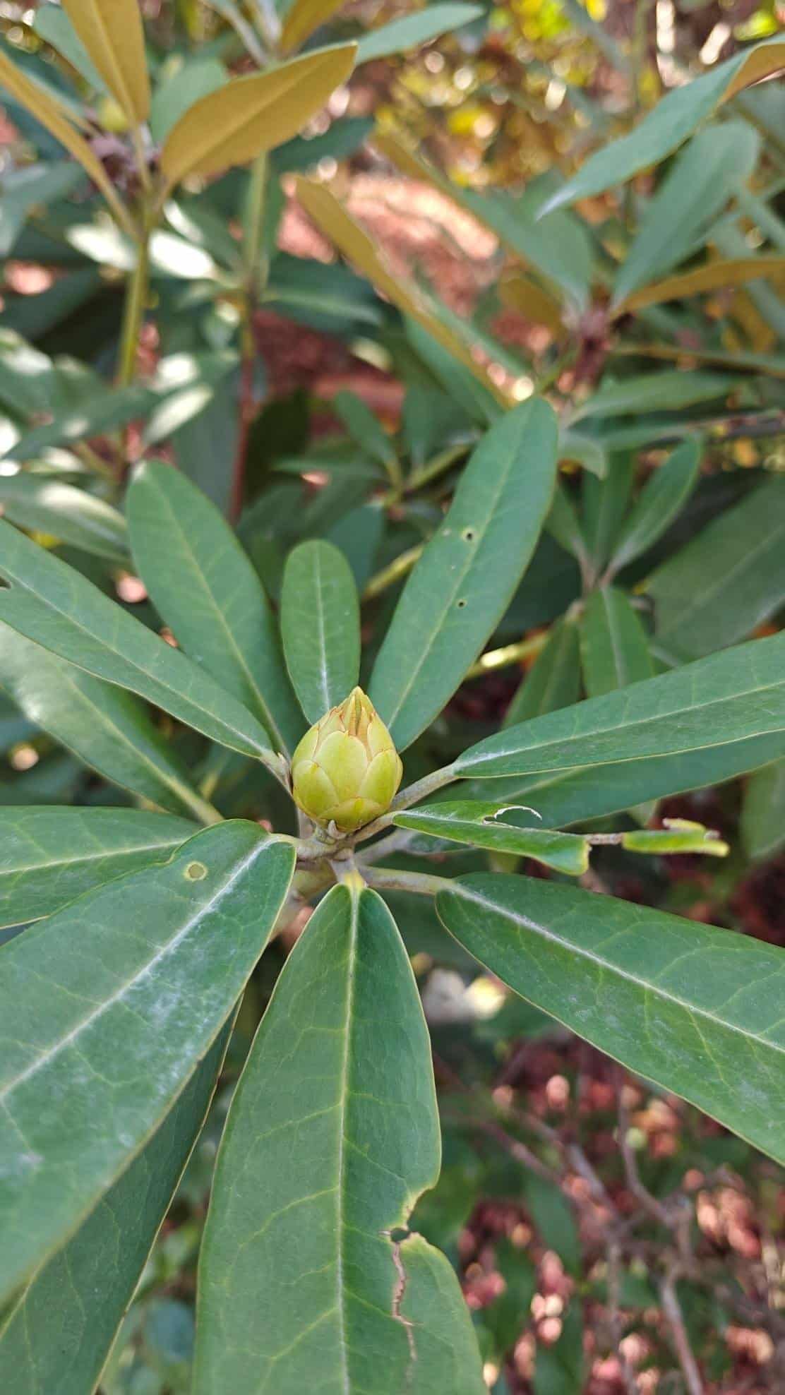 Green plant with a budding flower in sunlight