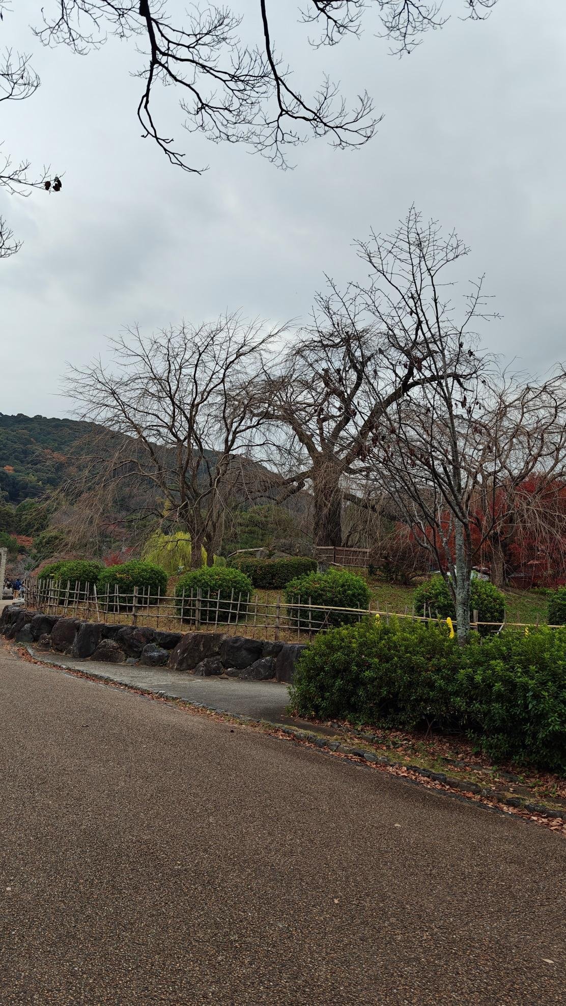 Leafless trees in a park with cloudy sky