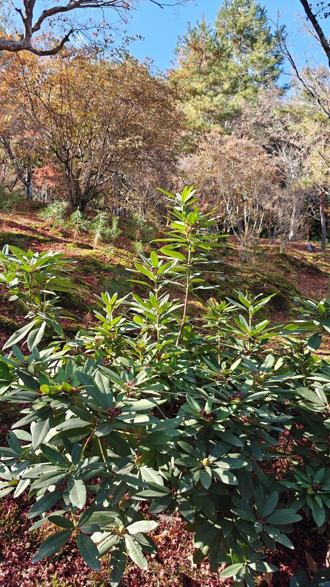 Lush green shrubs in a sunny autumn forest