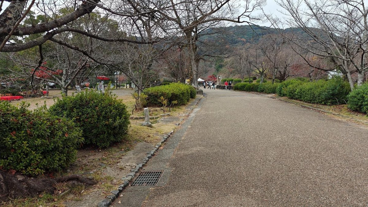 Park path lined with bare trees and green shrubs