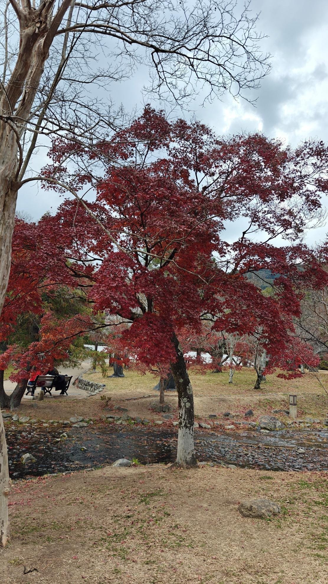 Park with red autumn trees and a small stream