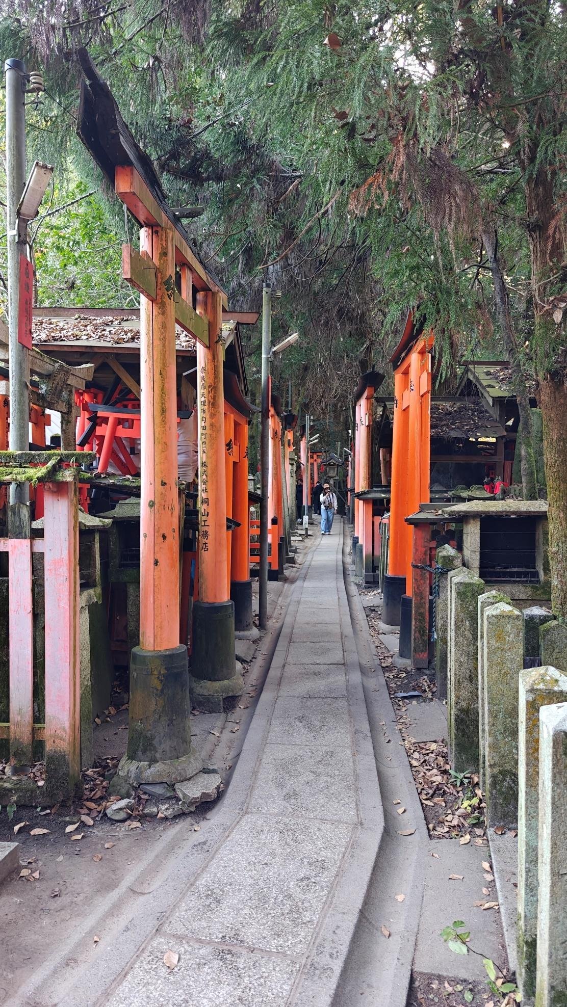 Pathway through orange torii gates and lush greenery
