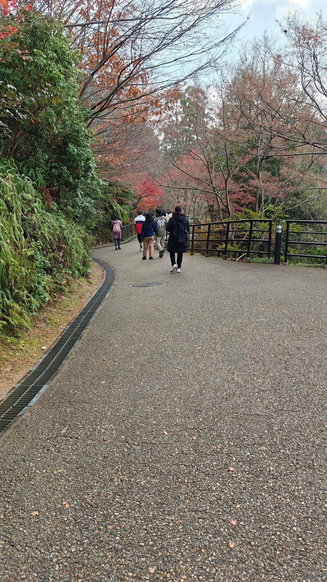 People walking on a path lined with autumn trees