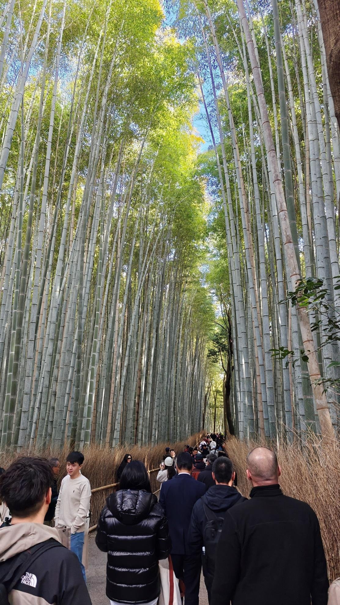 People walking through a lush bamboo grove