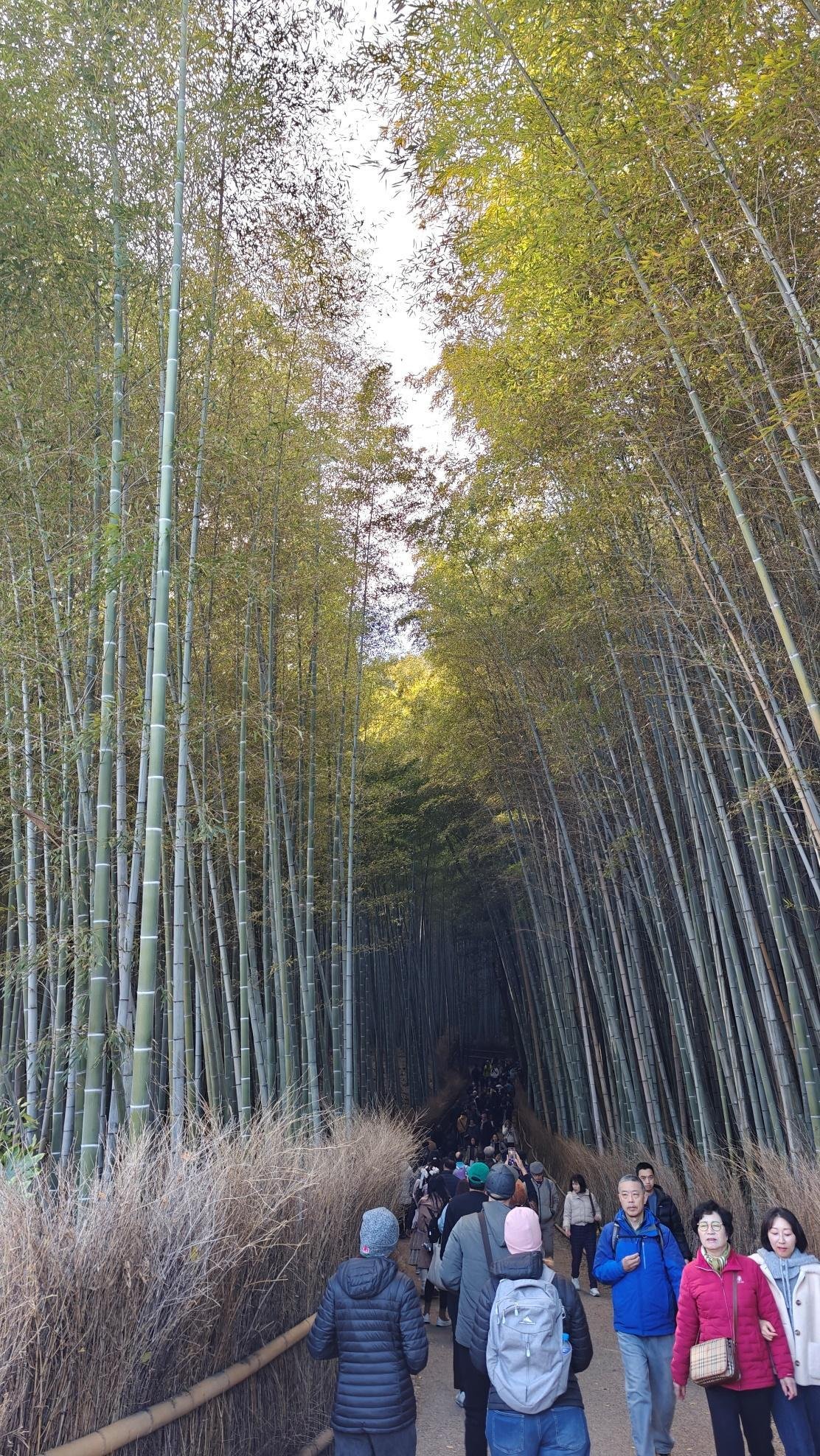 People walking through a scenic bamboo forest