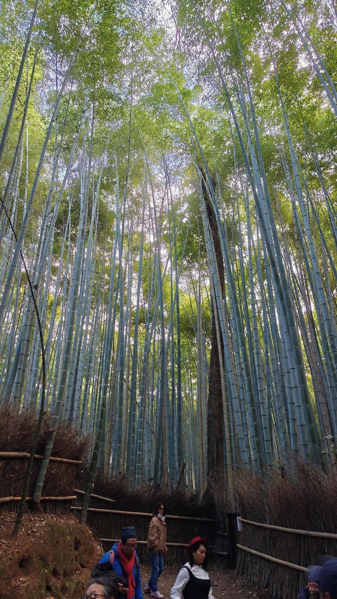 People walking through towering bamboo forest
