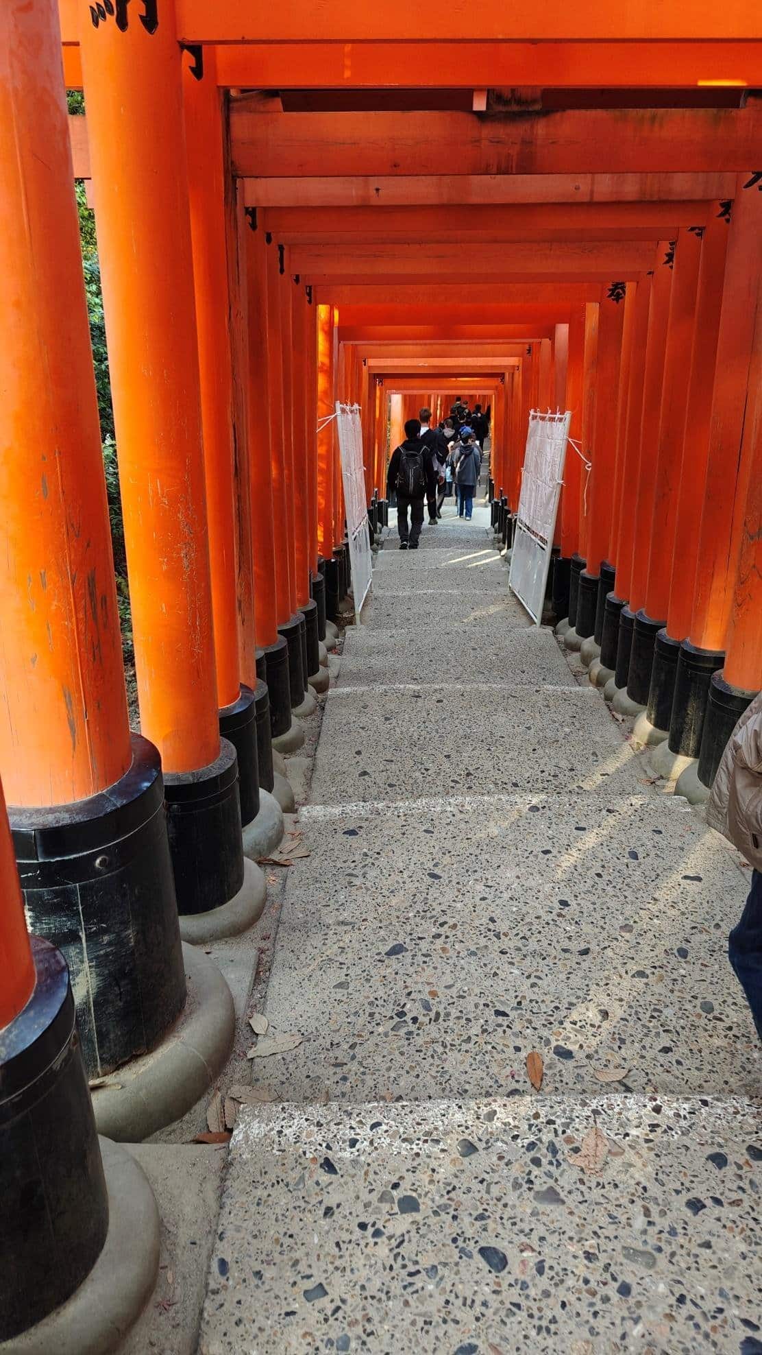 People walking through vibrant orange torii gates