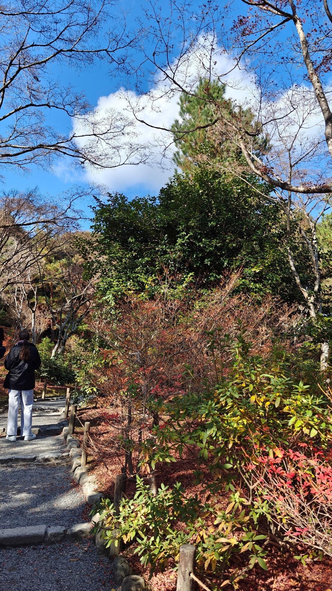 Person walking on garden path under blue sky with trees.
