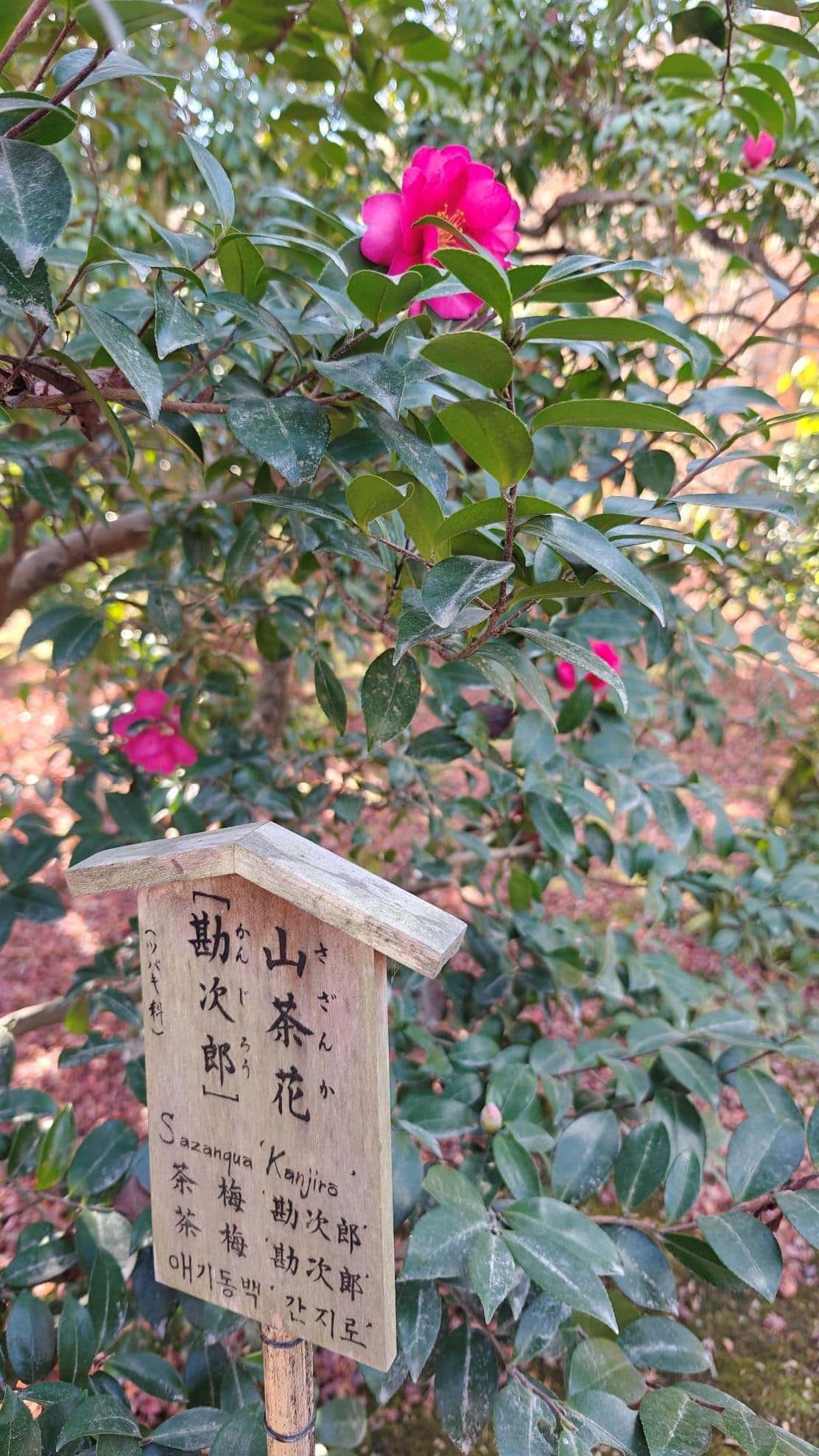 Pink flower on green bush with Japanese sign in garden
