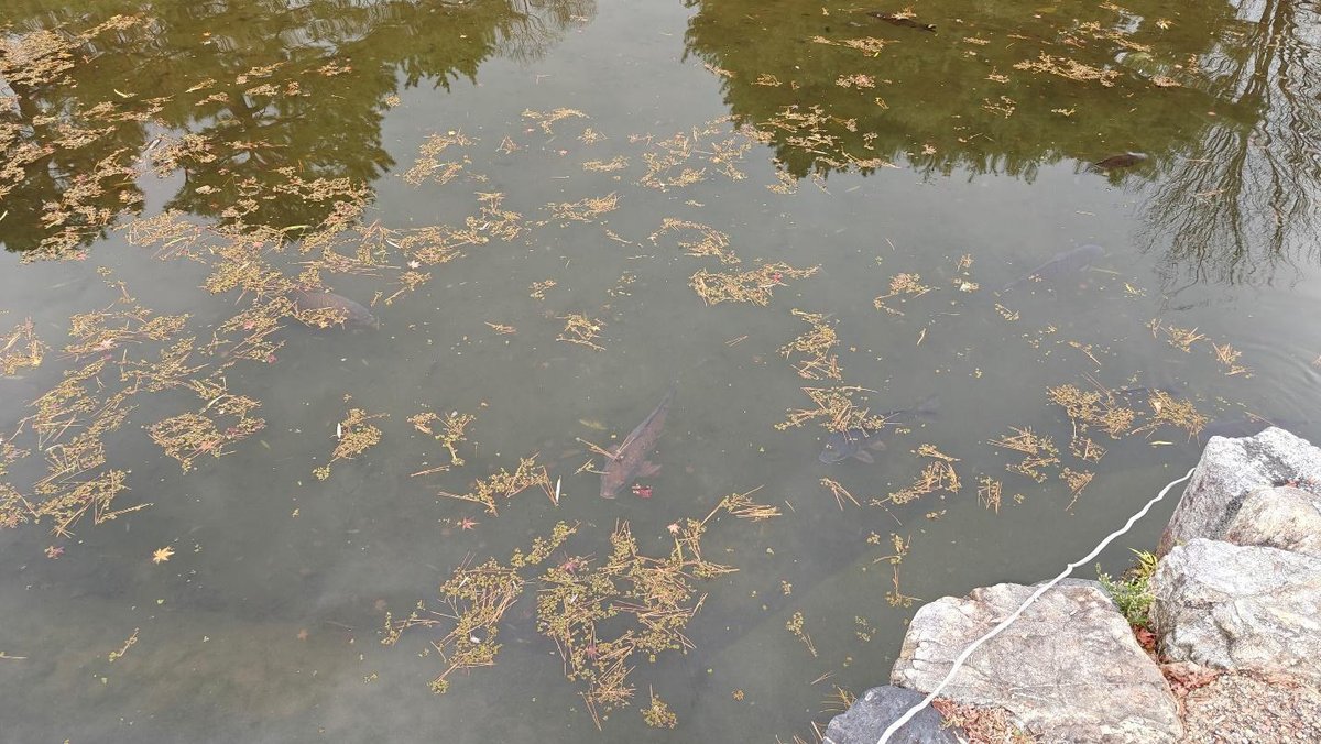 Pond with fish and floating leaves, bordered by rocks
