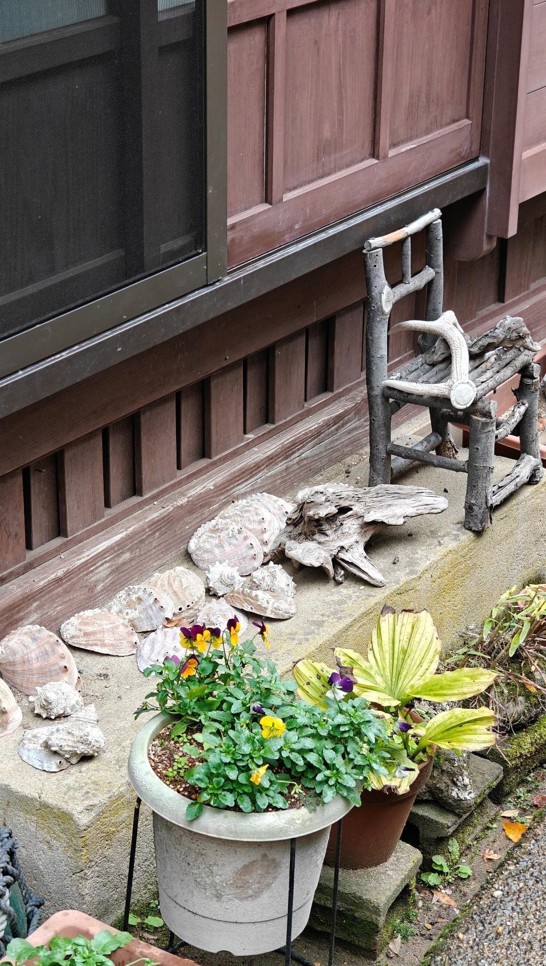 Potted flowers beside weathered chair and shells