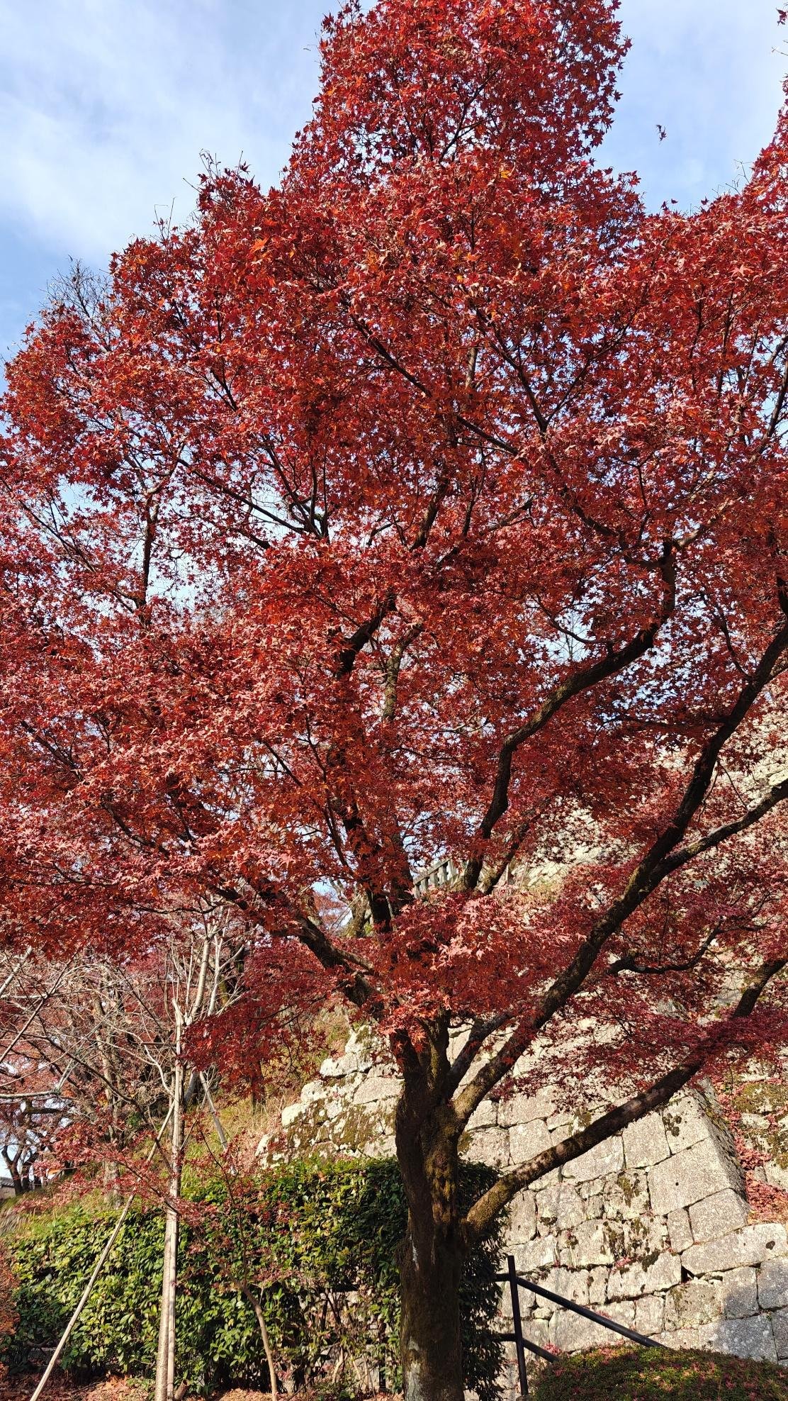 Red maple tree in autumn against blue sky