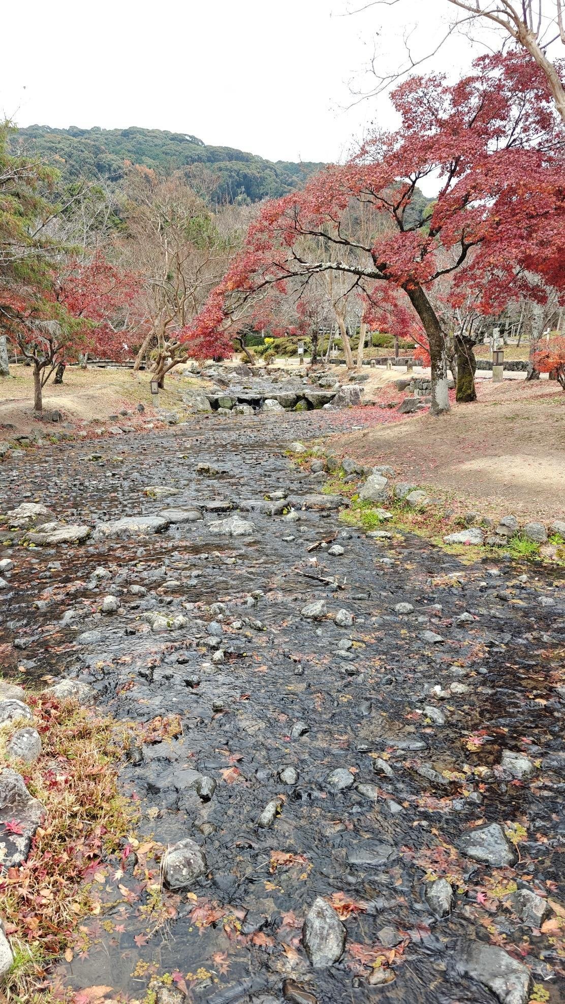 Serene autumn scene with red-leafed trees by a rocky stream