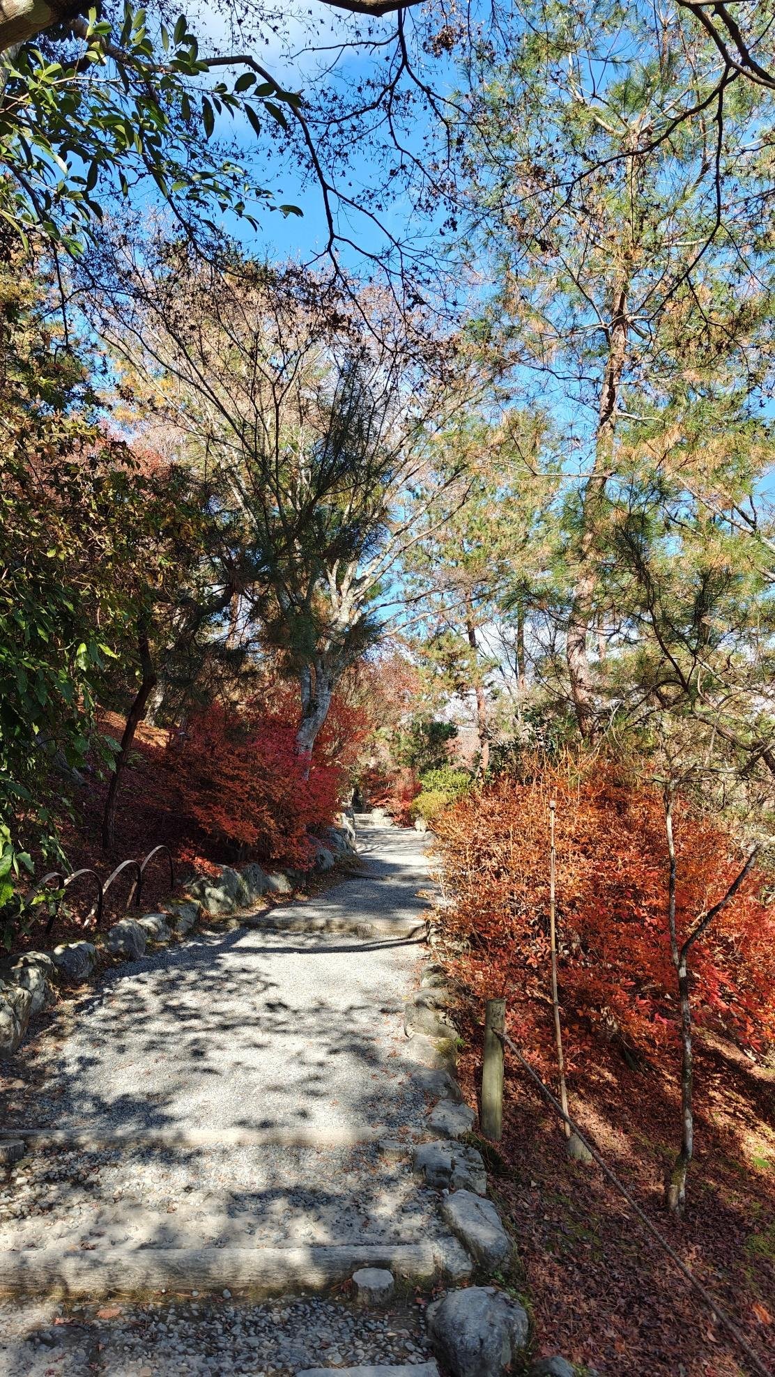 Serene forest path with autumn foliage under clear blue sky