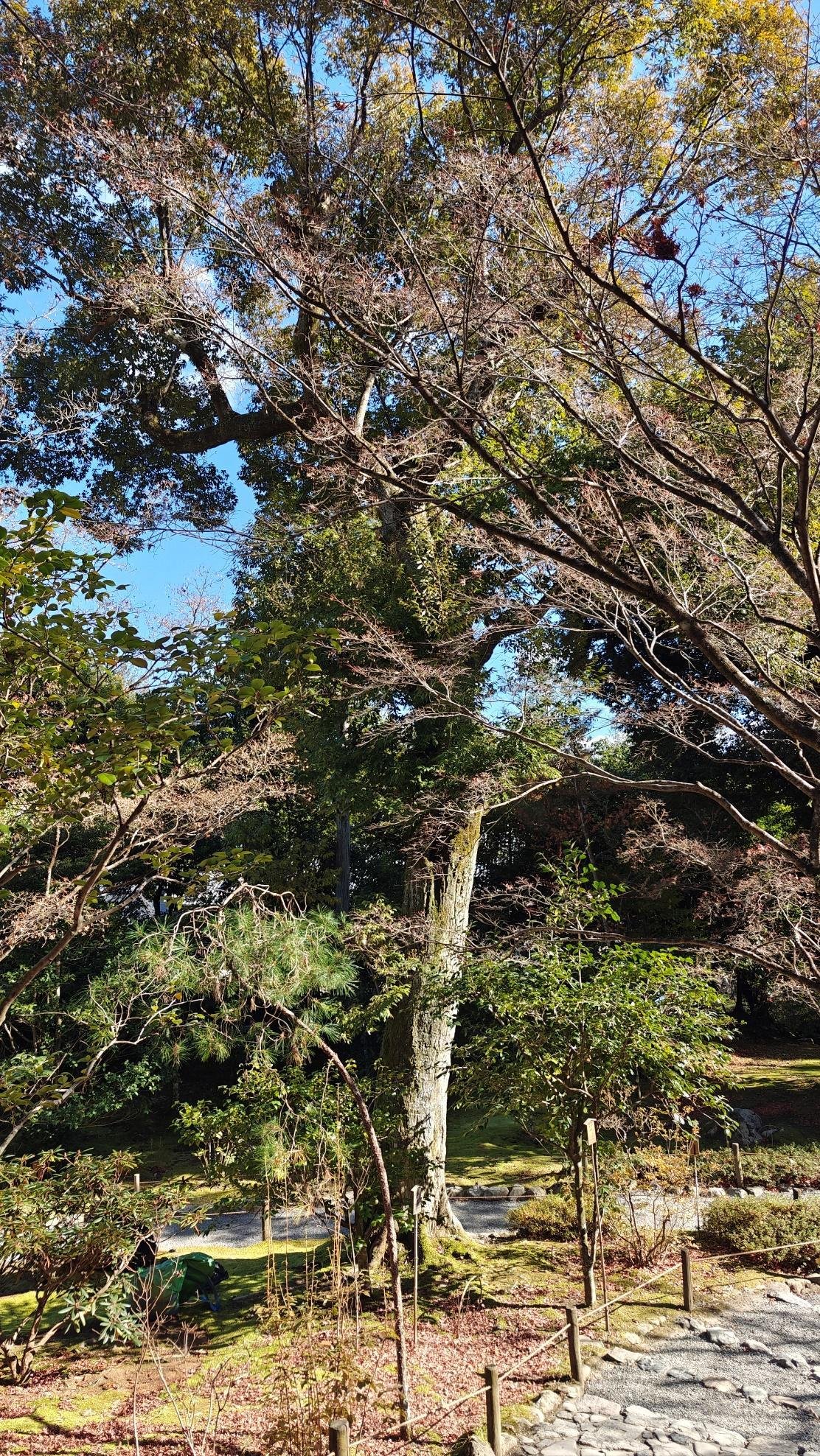 Serene forest with sunlight filtering through trees