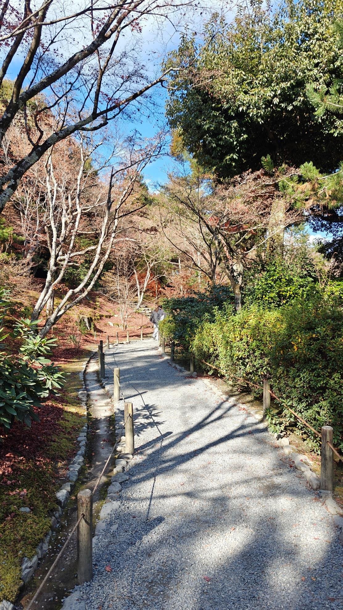 Serene garden path lined with trees and greenery