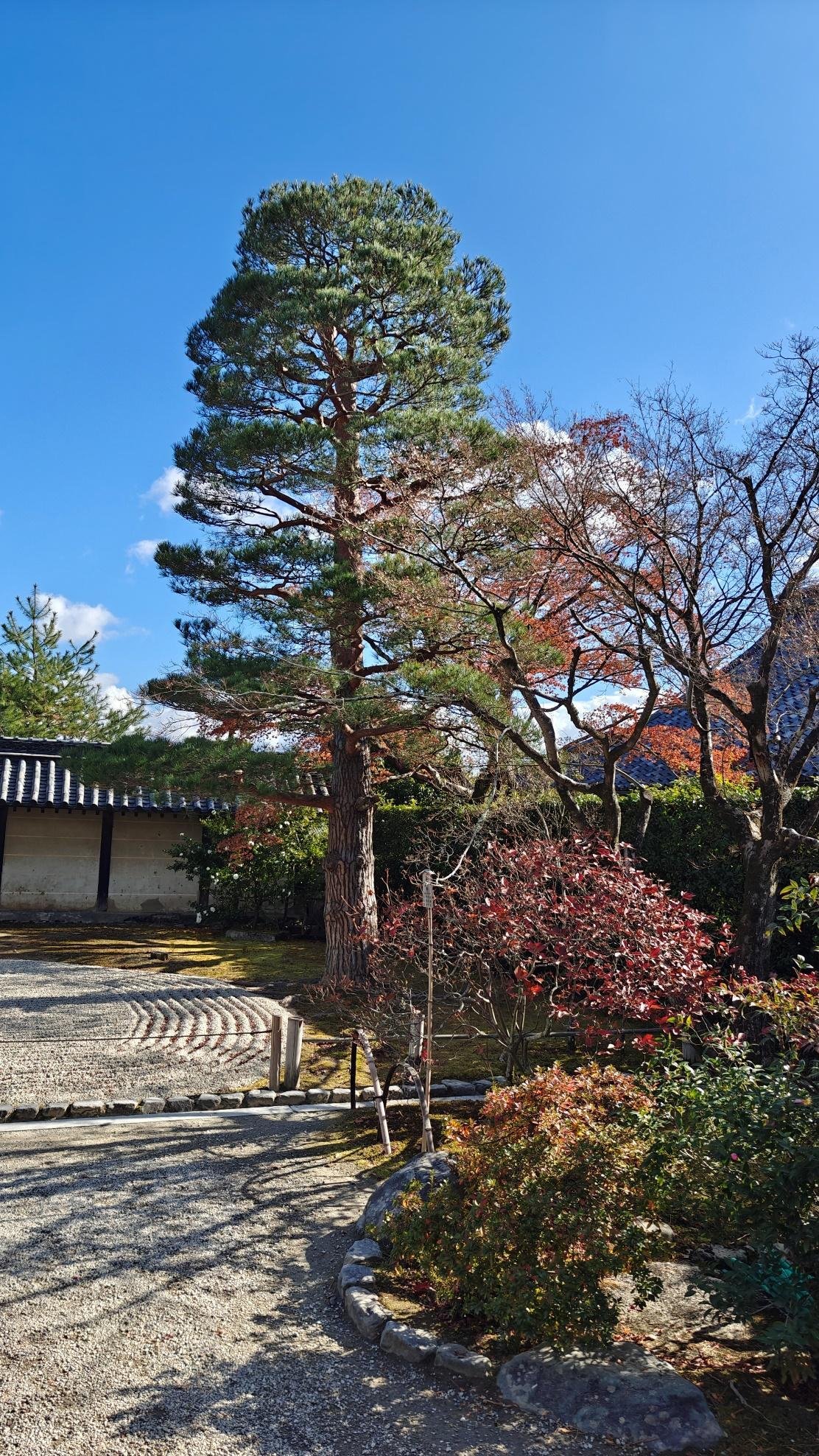 Serene garden with trees and blue sky