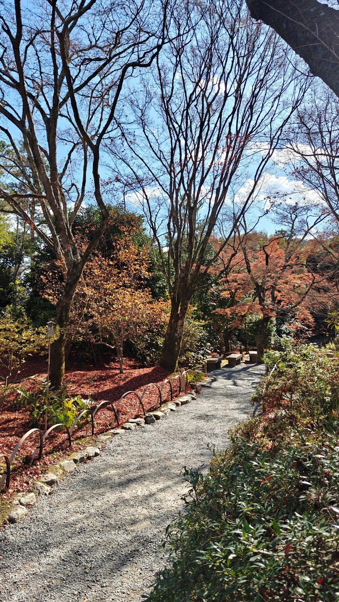 Sunlit autumn park path with bare trees and red leaves