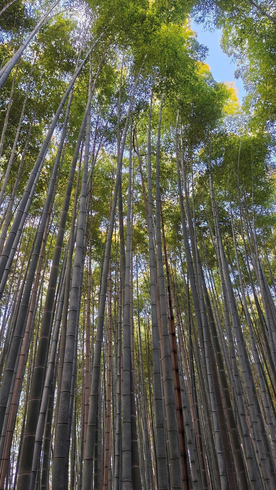 Tall bamboo forest under blue sky